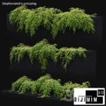 SARMAŞIK & BİTKİ DUVARI