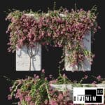Bougainvillea 02