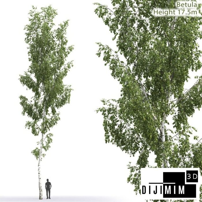 AĞAÇ - Görsel 1