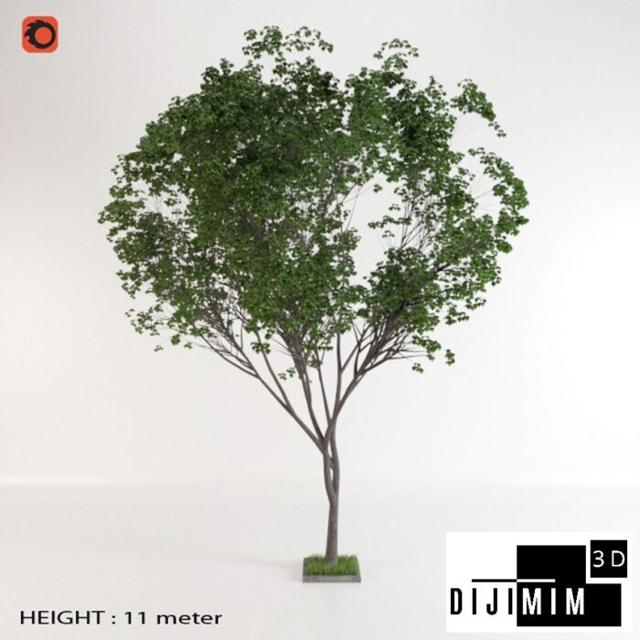 AĞAÇ - Görsel 1