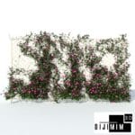 SARMAŞIK & BİTKİ DUVARI