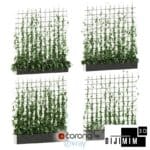 SARMAŞIK & BİTKİ DUVARI