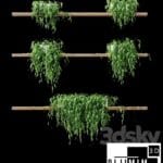 SARMAŞIK & BİTKİ DUVARI