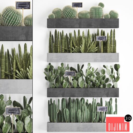 Vertical gardening. 43. Cacti, shelf with flowers, echinocactus, cereus, sansevieria, Prickly pear, Barrel cactus, eco design, plants, phytowall