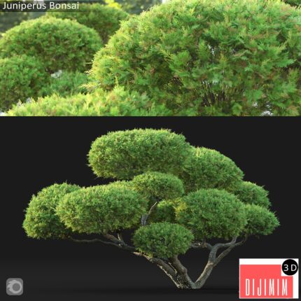 Bonsai