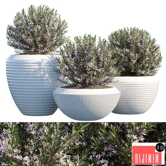 Plant in pots # 4 - Görsel 1