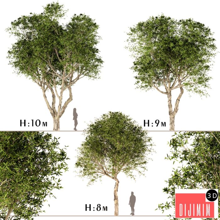 Set of Broad Leaved Paperbark Trees (Melaleuca Quinquenervia) (3 Trees) - Görsel 1