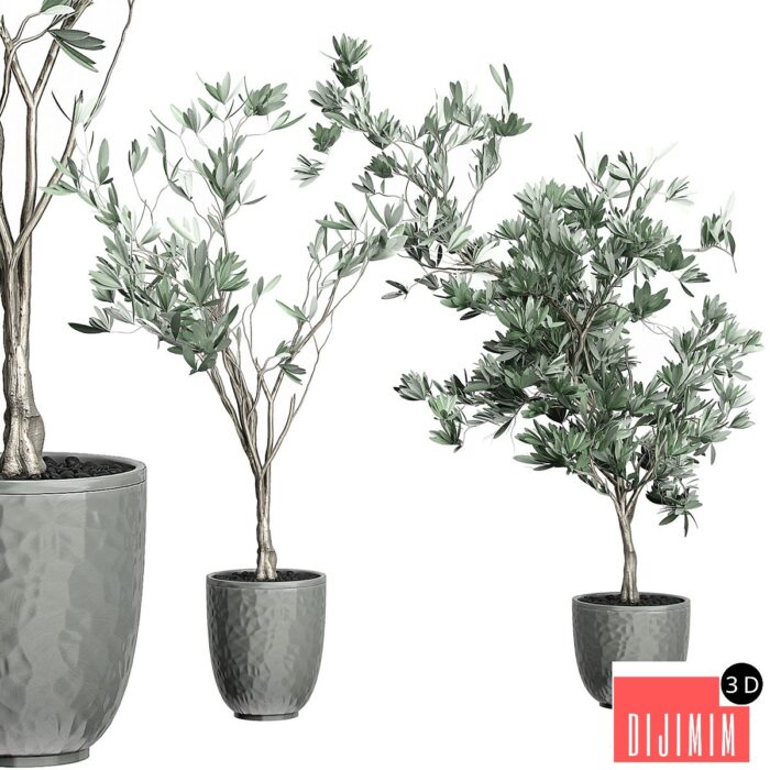 Flower Pack 122 - Olive Tree - Görsel 1