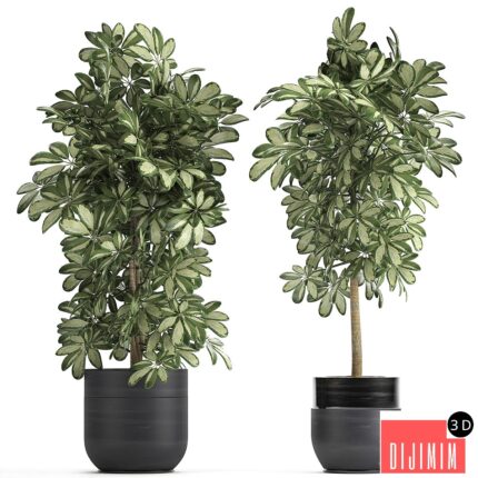 Plant Schefflera 765. Black pot, flowerpot, bush, thickets, exotic, decorative