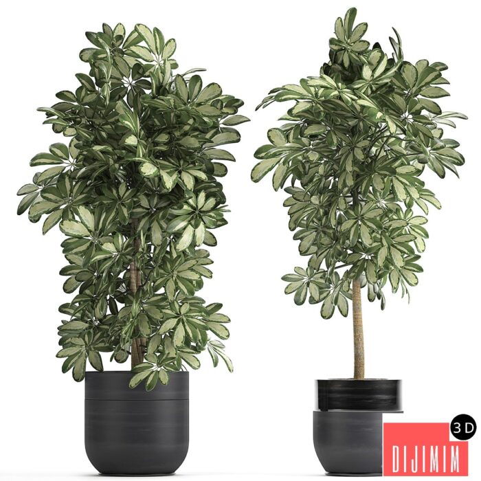 Plant Schefflera 765. Black pot, flowerpot, bush, thickets, exotic, decorative - Görsel 1