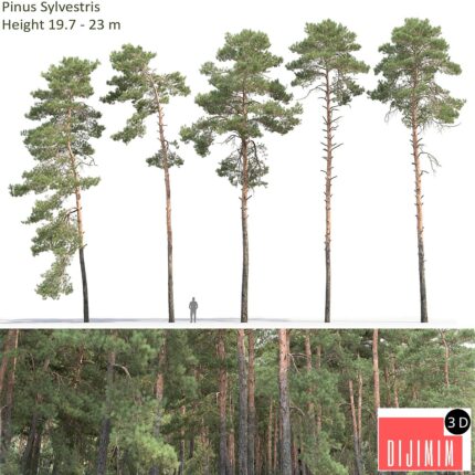 Pine