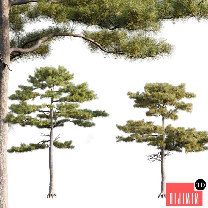 Pinus tabuliformis # 2 - Görsel 1