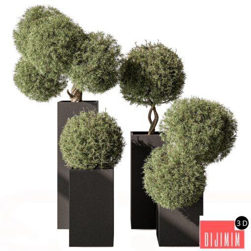 Topiary Plant in Box - Outdoor Plants 445