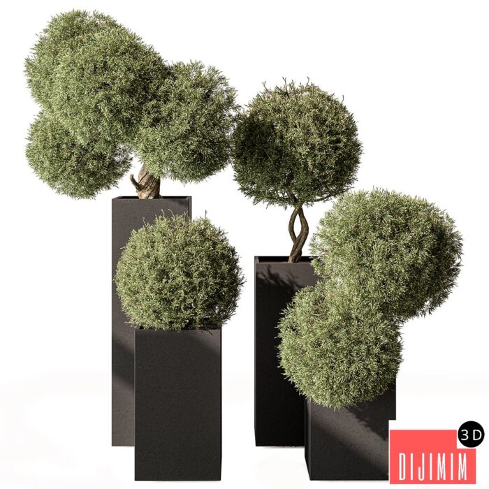 Topiary Plant in Box - Outdoor Plants 445 - Görsel 1
