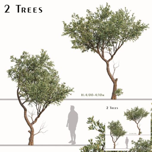 Set of Fruitless Olive Trees (Olea Europaea) (2 Trees)