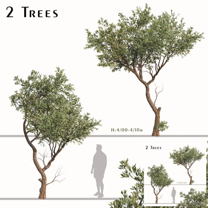 Set of Fruitless Olive Trees (Olea Europaea) (2 Trees) - Görsel 1