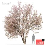 Prunus sargentii