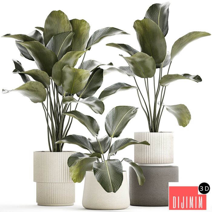 Plant collection 1317 - Görsel 1