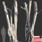 Ficus religiosa Tree Trunk