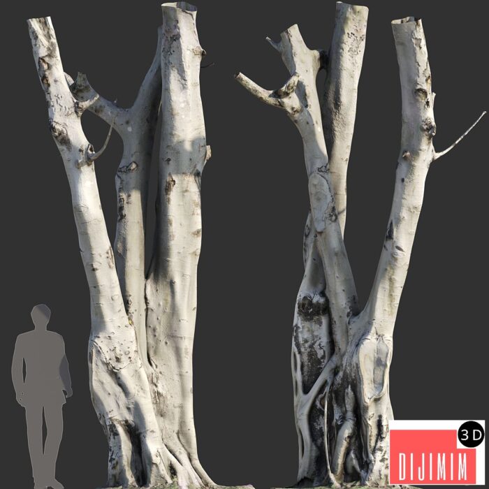 Ficus religiosa Tree Trunk - Görsel 1