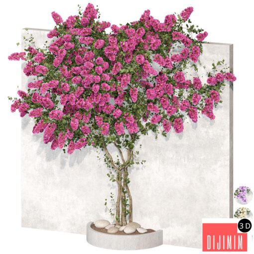 Bougainvillea plant 02