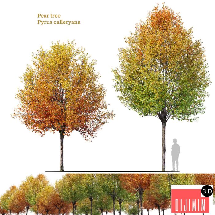 Autumn pear tree - Görsel 1