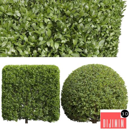 Ligustrum Quihoui Privet and Ficus Concinna Bonsai Pruned