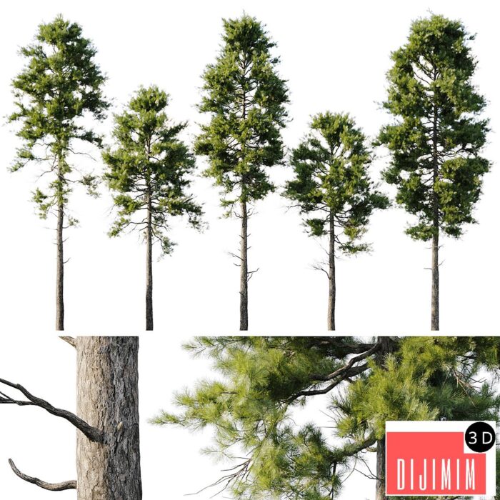 Pine 18m and 12m - Görsel 1