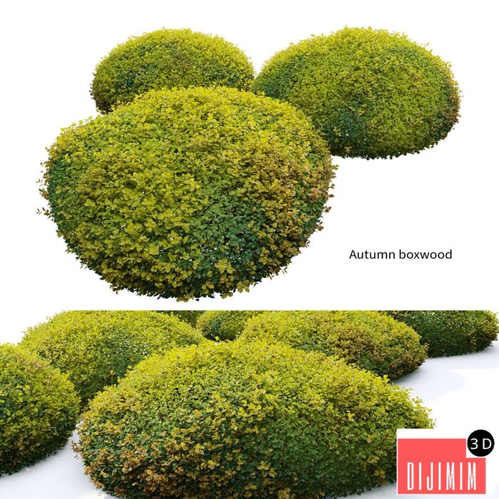 Autumn boxwood - Görsel 1