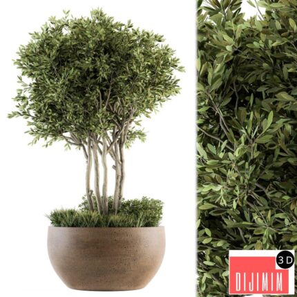 Outdoor Plants tree in Concrete Pot - Set 135