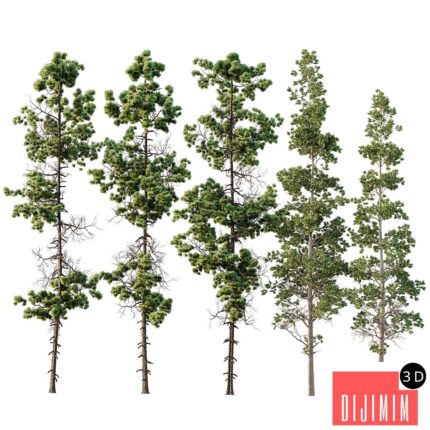 Pinus Palustris and Sphaeropteris Lepifera