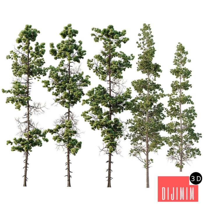Pinus Palustris and Sphaeropteris Lepifera - Görsel 1