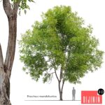 Fraxinus mandshurica