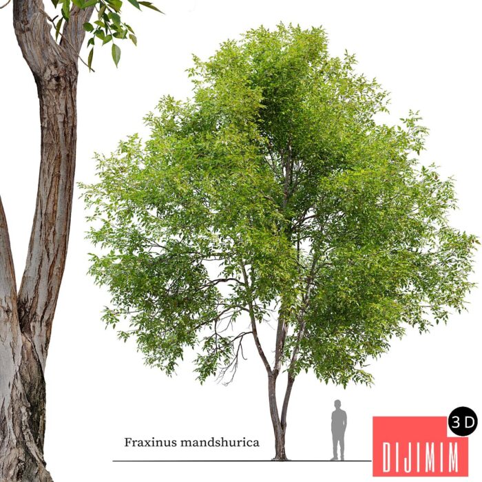 Fraxinus mandshurica - Görsel 1