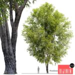 Fraxinus mandshurica 2