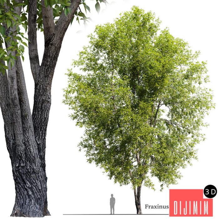 Fraxinus mandshurica 2 - Görsel 1