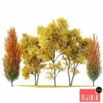 Maple Sapindaceae and Acer Saccharinum Fall trees