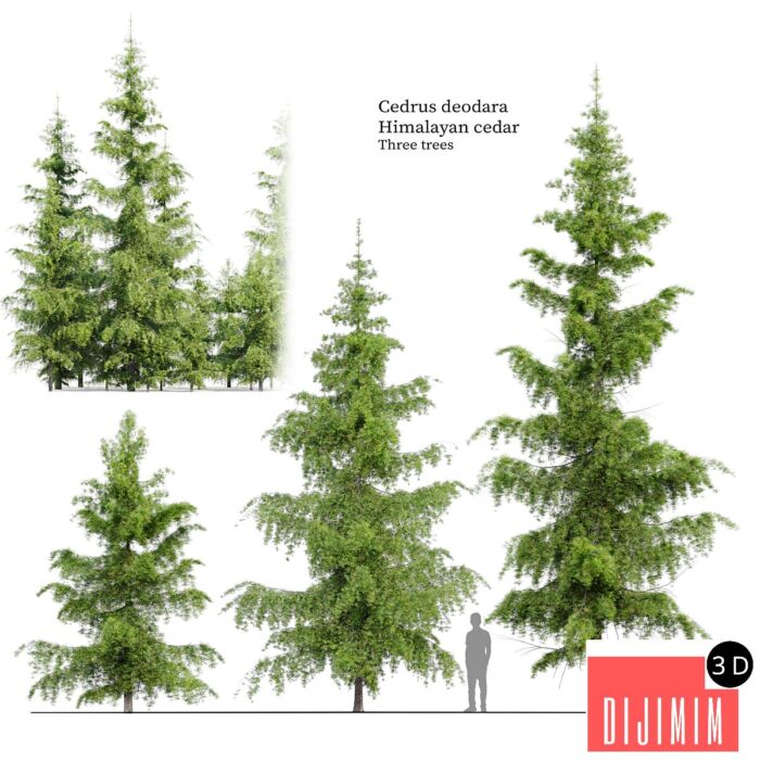 Cedrus Deodara - Görsel 1