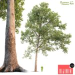 Sycamore / Platanus #20