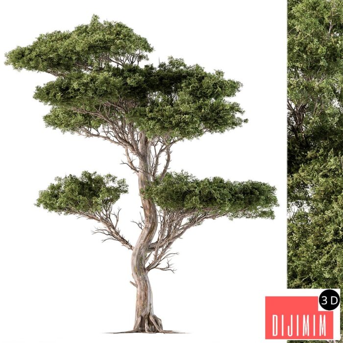 Tree Needle Acacia - Set 102 - Görsel 1
