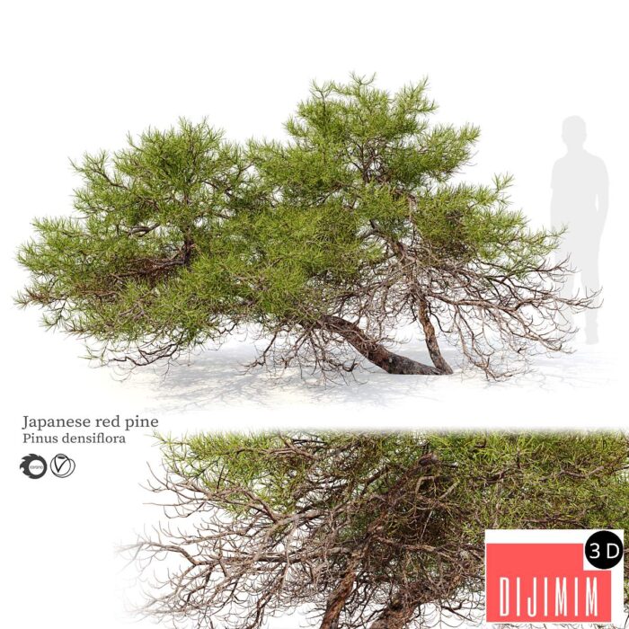 Japanese red pine - Görsel 1