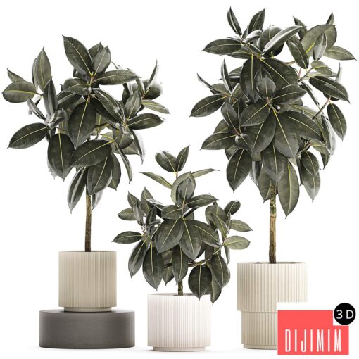 A beautiful interior plant in a modern flowerpot and a pot tree Ficus rubbery, elastica, Ficus Abidjan, Ficus Robusta. Plant collection 1243