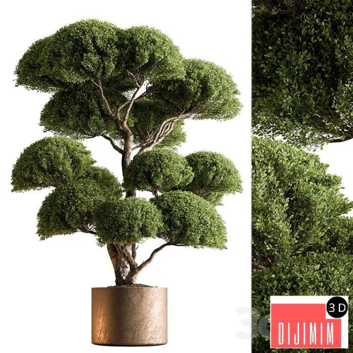 Indoor Plant 638 -Topiary Ball - Görsel 1