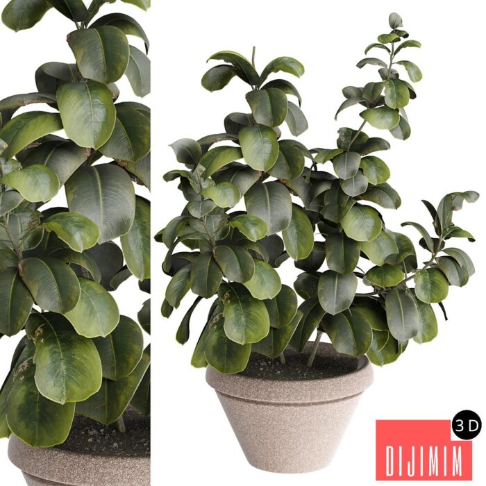 indoor Plant 491 - Görsel 1