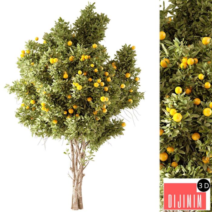 Orange Tree 01 - Görsel 1