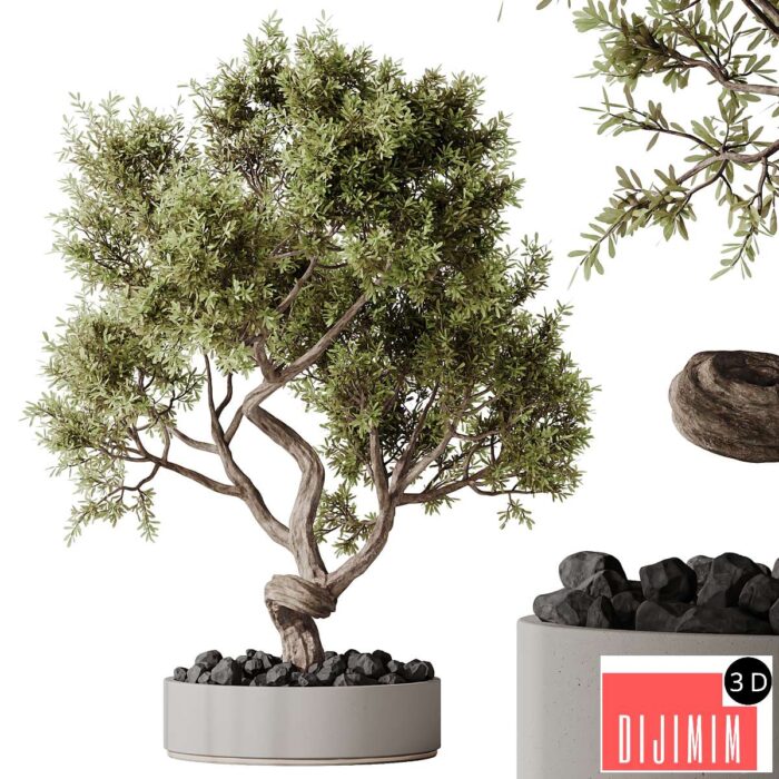 HQ HousePlants Ficus Retusa Microcarpa Bonsai Ginseng06 - Görsel 1
