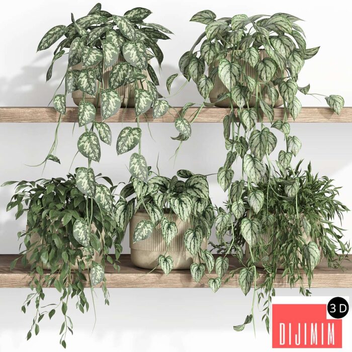 plants on shelf 22 - Görsel 1