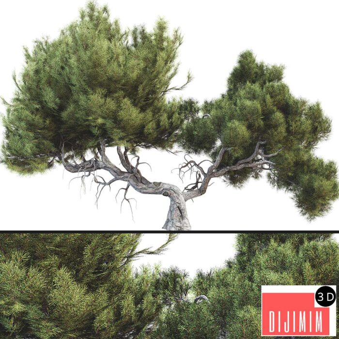 Tree 007 - Görsel 1