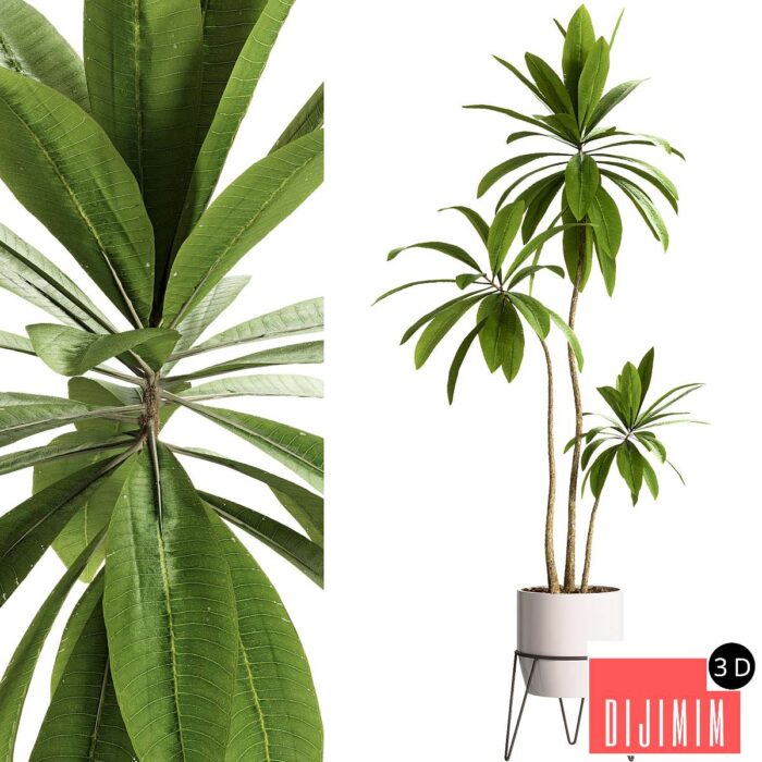 Indoor Plants - 25 Plants in pot - Görsel 1