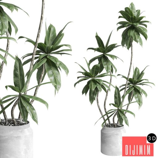 Indoor plant 460 concrete dirt vase plant fiucs tree pot